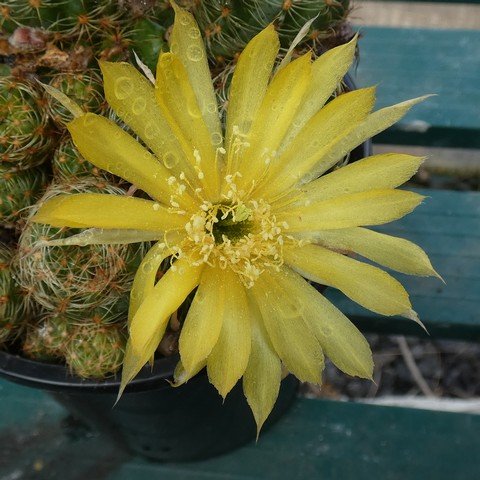 Lobivia arachnacantha hybrid Y 22112502.JPG