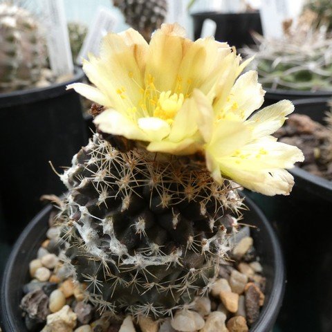 Copiapoa tenuissima 22112601.JPG