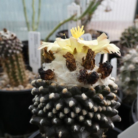 Copiapoa tenuissima f monstrose 22112601.JPG