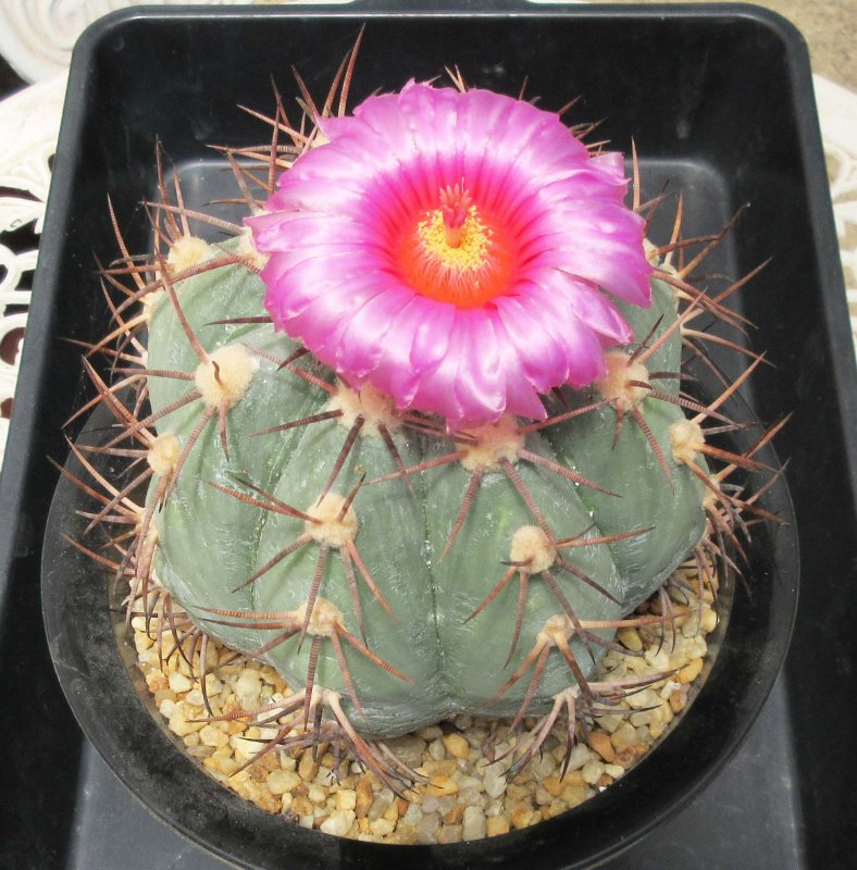 Echinocactus horizonthalonius