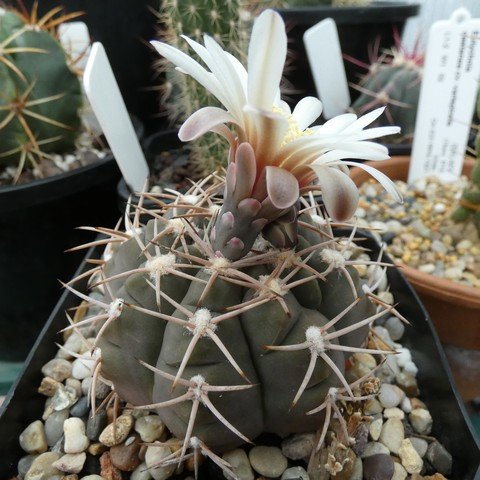 Gymnocalycium hossei var nidulans 22112601.JPG