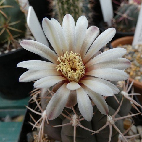 Gymnocalycium hossei var nidulans 22112602.JPG