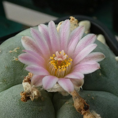 Lophophora williamsii 22112602.JPG