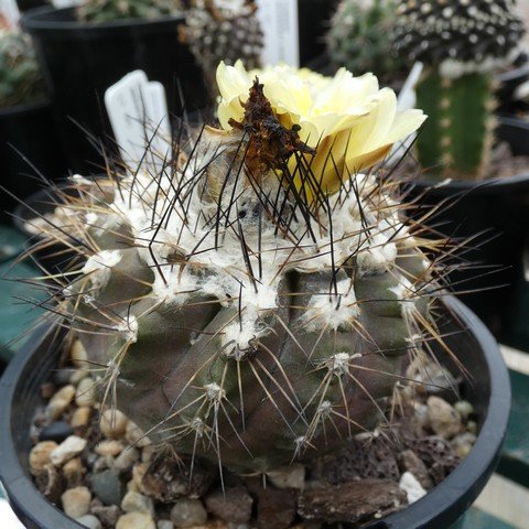 Copiapoa mollicula 22112801.JPG