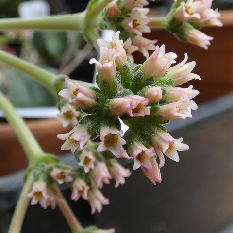 Crassula cv Coralita 22112702.JPG