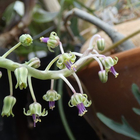 Ledebouria (Scilla)  violacea 22112702.JPG