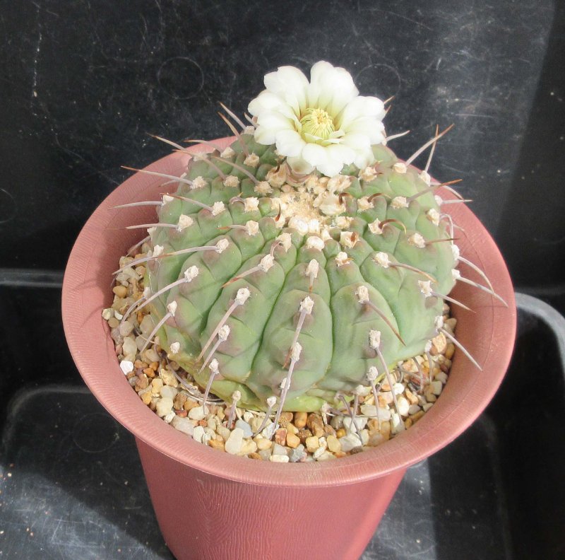 G. vatteri