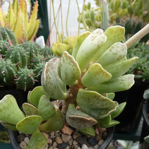 Adromischus triflorus DT3697 01 22112901.JPG