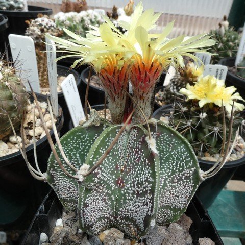 Astrophytum capricorne var niveum (Cuatro Cienegas) 01 22112901.JPG