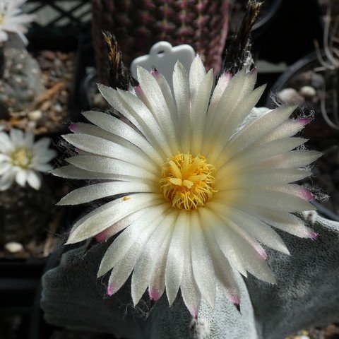 Astrophytum myriostigma var columnare 01 22113002.JPG