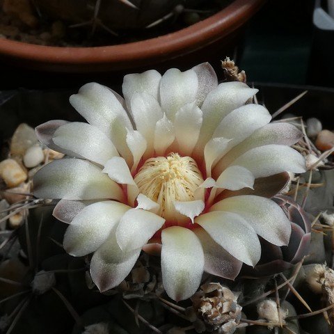 Gymnocalycium moserianum 22113002.JPG