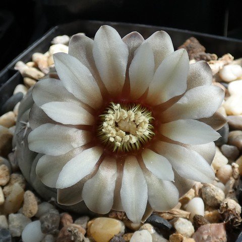 Gymnocalycium platygonum 22113002.JPG