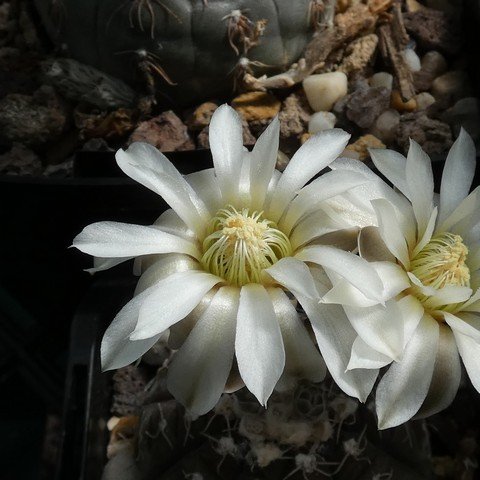 Gymnocalycium ragonesei 22113002.JPG