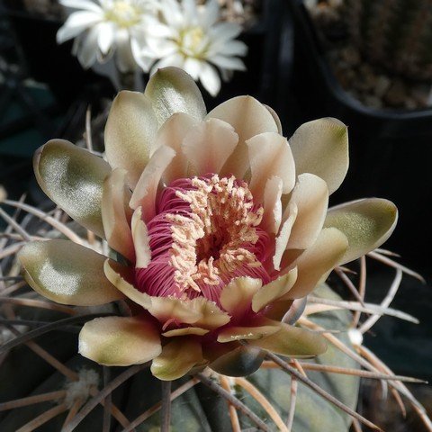 Gymnocalycium spegazzinii var major 22113002.JPG