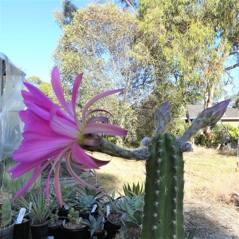 Trichocereus (Echinopsis) tulhuayacensis 01 22120402.JPG