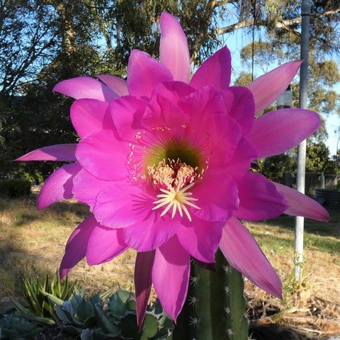 Trichocereus (Echinopsis) tulhuayacensis 01 22120403.JPG