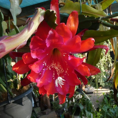 Epiphyllum hubrid 01 22120402.JPG