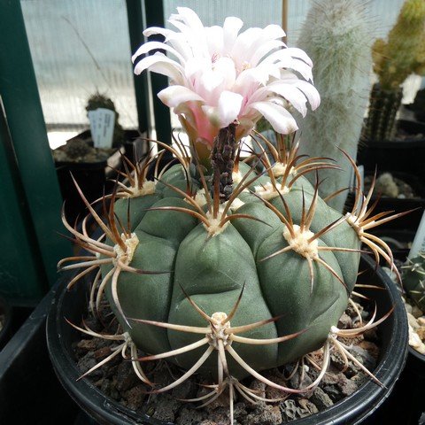 Gymnocalycium pflanzii 22120201.JPG