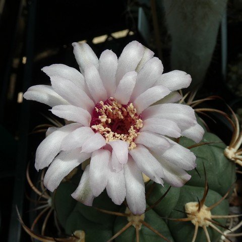 Gymnocalycium pflanzii 22120202.JPG