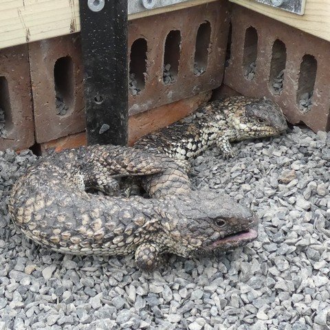 Tiliqua rugosa - Shingleback Lizard 22120401.JPG