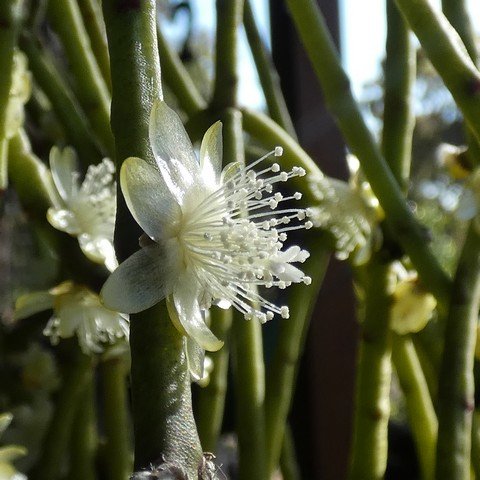 Rhipsalis grandiflora 22120402.JPG