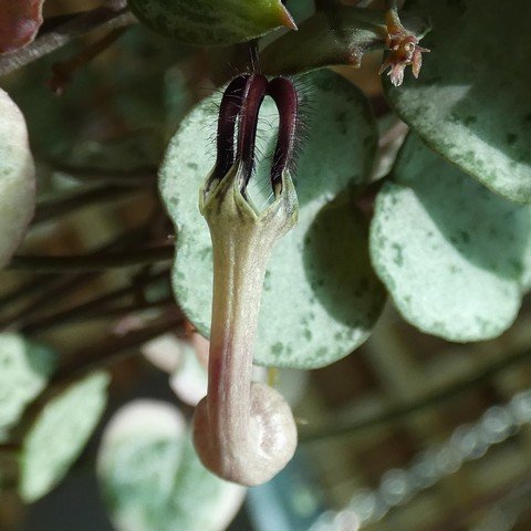 Ceropegia woodii - String of Hearts 01 22120402.JPG