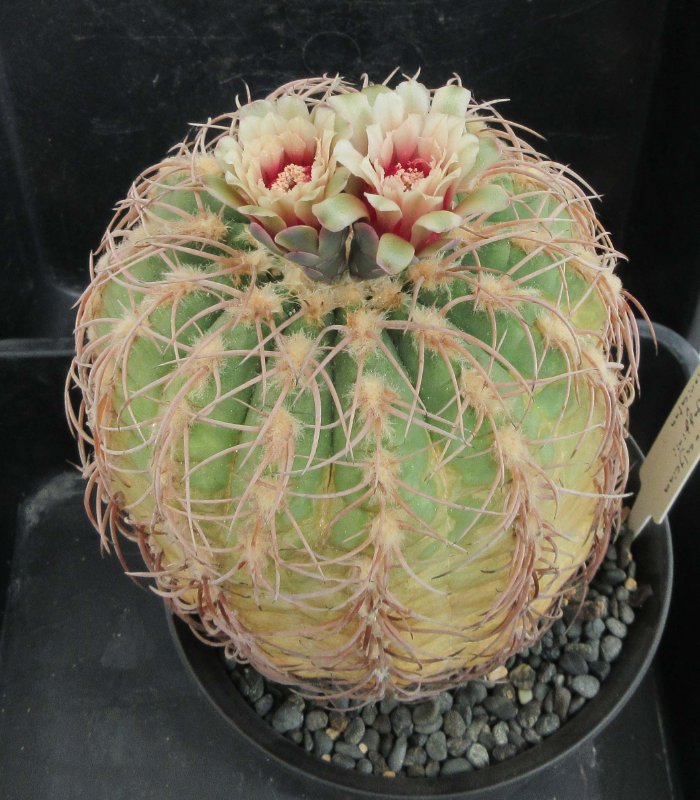 Gymnocalycium spegazzinii v loricatum