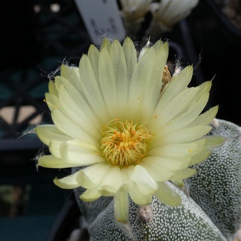 Astrophytum myriostigma var tricostatum 03 22120502.JPG