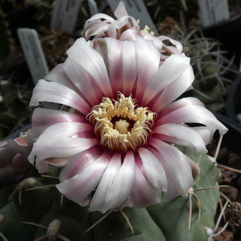 Gymnocalycium intertextum 22120602.JPG