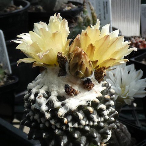 Copiapoa tenuissima f monstrose 02 22120601.JPG