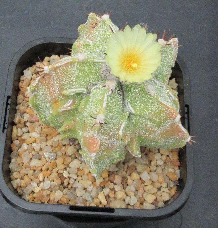 Astrophytum hybrid, fukuryu hannya