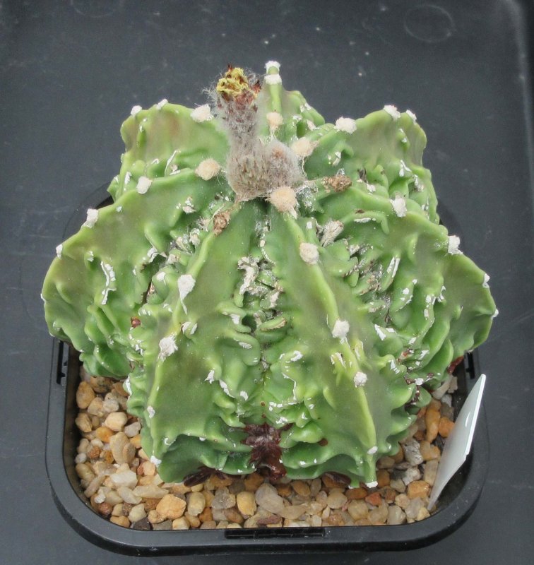 A. hybrid, fukuryu banjyaku