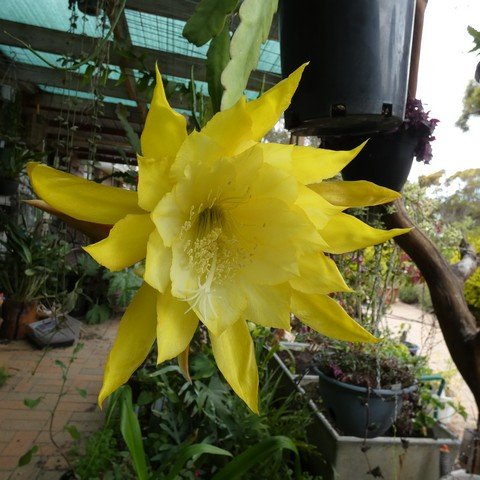 Epiphyllum hybrid cv Wressey's David 22121002.JPG