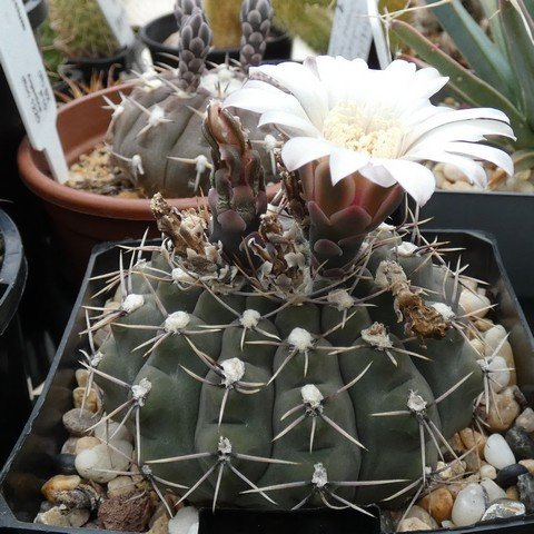 Gymnocalycium moserianum 22121001.JPG