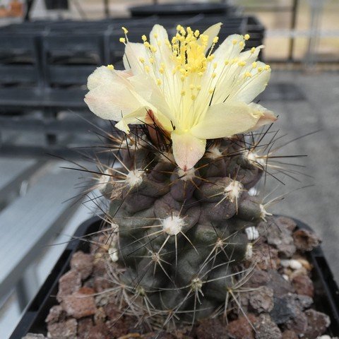 Copiapoa humilis var longispina 01 22121201.JPG