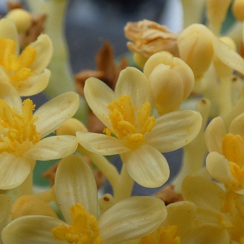 Jatropha podagrica - Yellow 01 22121202.JPG