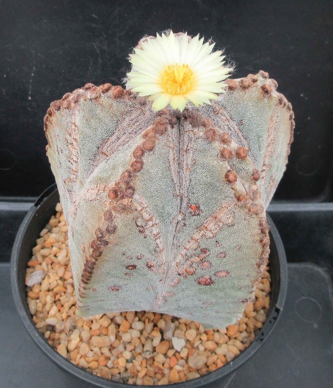 A. myriostigma