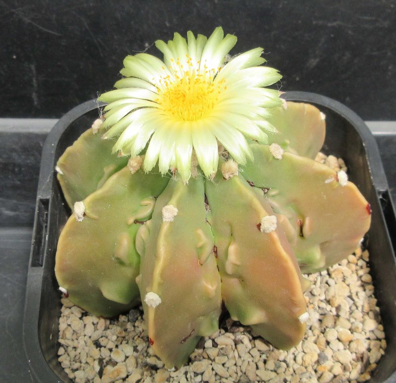 A. hybrid