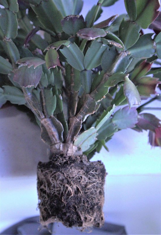 rsz 2022-12-24 Schlumbergera truncata.jpg