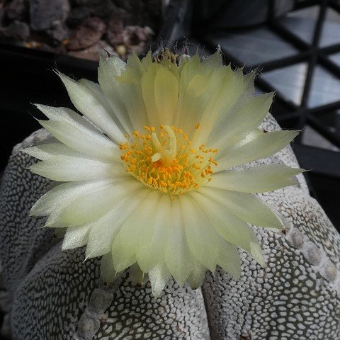 Astrophytum myriostigma cv Onzuka quadricostatum 04 23010402.JPG