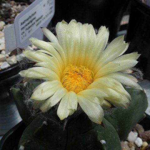 Astrophytum myriostigma var nudum 01 23010502.JPG