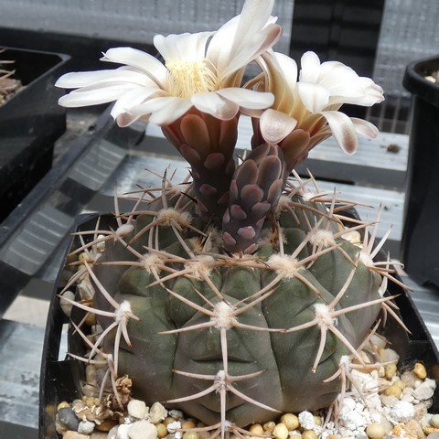 Gymnocalycium hossei var nidulans 01 23010501.JPG