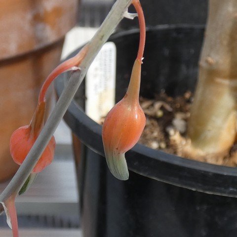 Gasteria glomerata 01 23010502.JPG