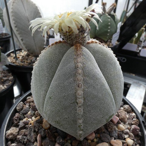 Astrophytum myriostigma var quadricostatum 10 23011101.JPG