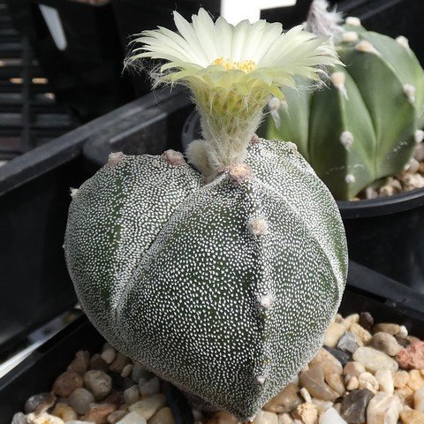 Astrophytum myriostigma var tricostatum 03 23011001.JPG