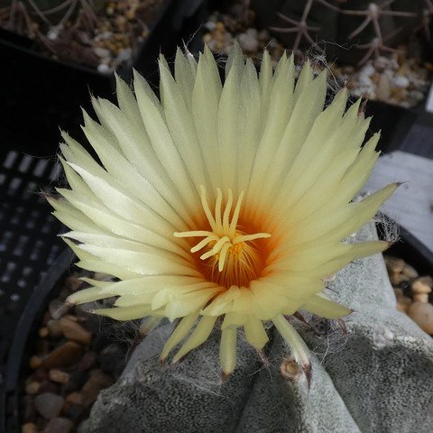 Astrophytum coahuilense 03 23011702.JPG