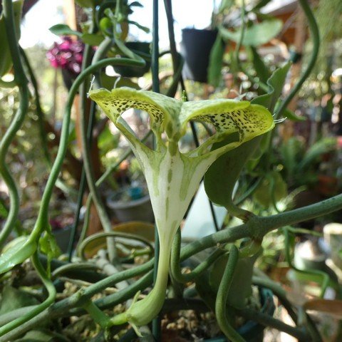 Ceropegia sandersonii 23011702.JPG