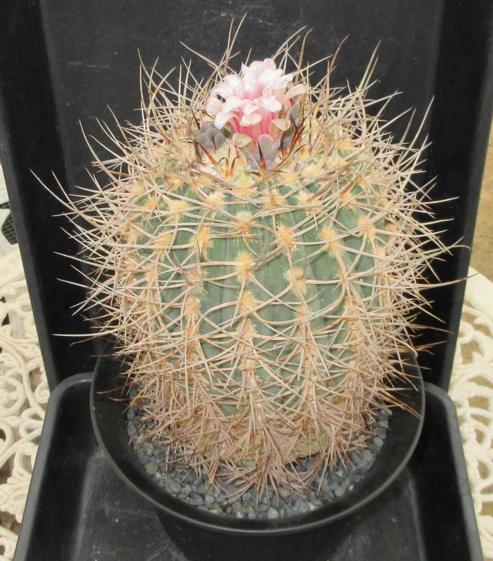 G. spegazzinii v armatum