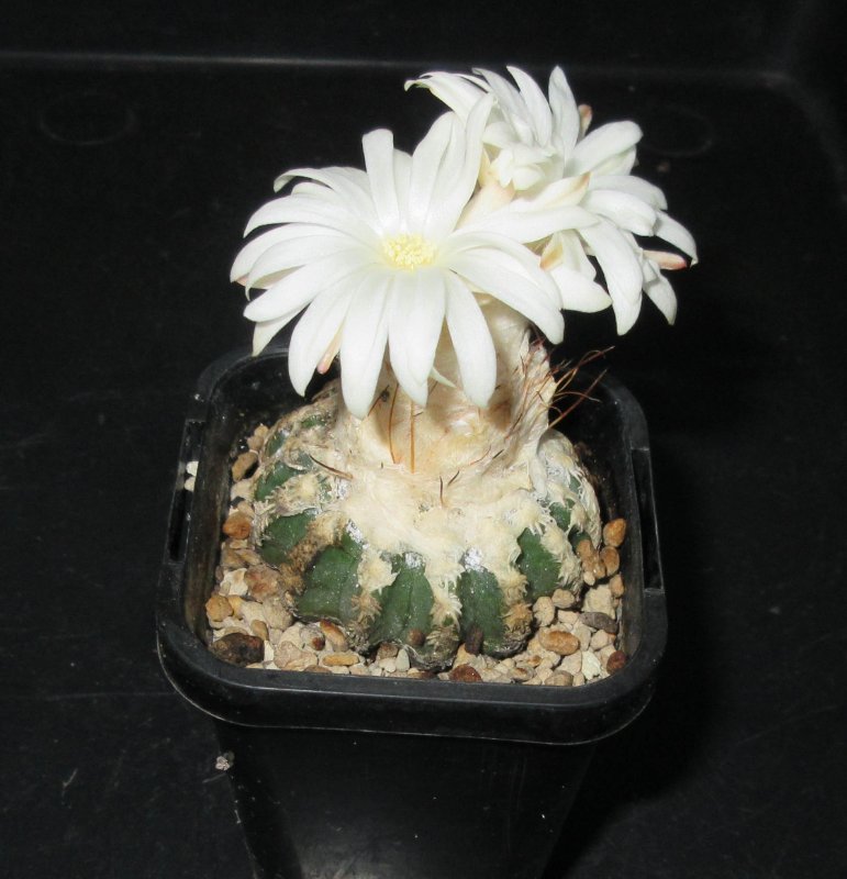 D. horstii