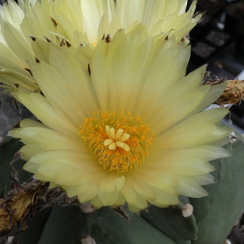 Astrophytum myriostigma var quadricostatum f nudum 06 23012502.JPG